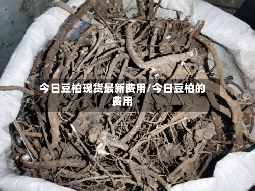 今日豆柏现货最新费用/今日豆柏的费用