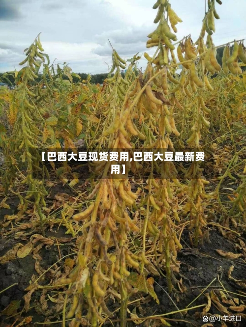 【巴西大豆现货费用,巴西大豆最新费用】