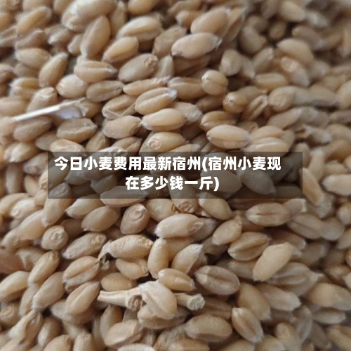 今日小麦费用最新宿州(宿州小麦现在多少钱一斤)-第2张图片