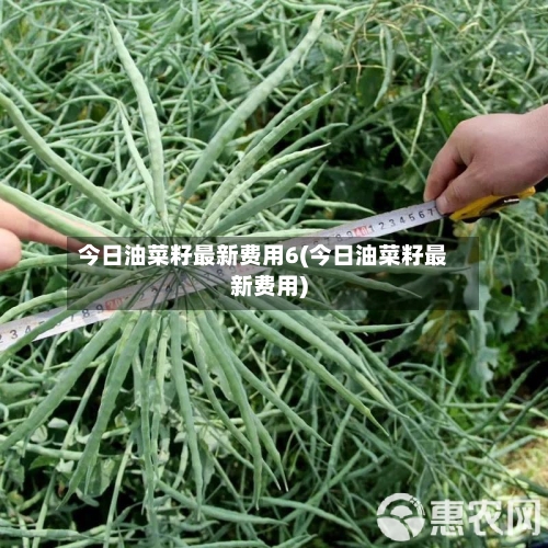 今日油菜籽最新费用6(今日油菜籽最新费用)-第3张图片