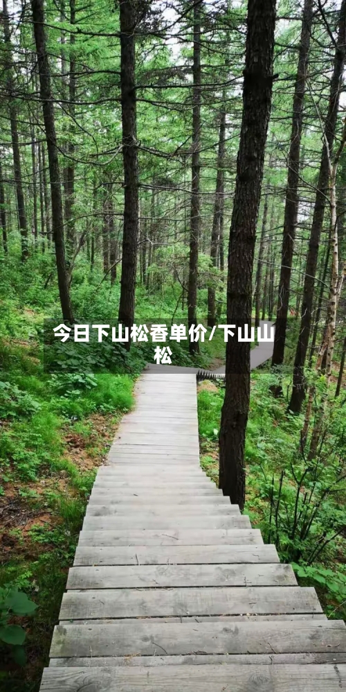 今日下山松香单价/下山山松