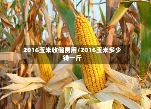 2016玉米收储费用/2016玉米多少钱一斤-第2张图片