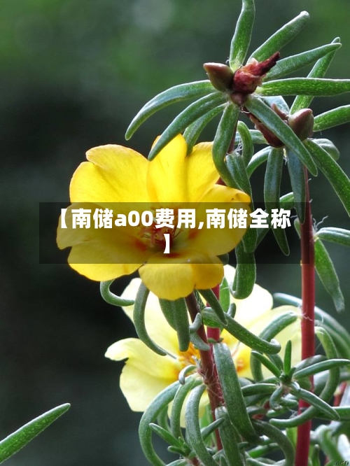 【南储a00费用,南储全称】-第3张图片