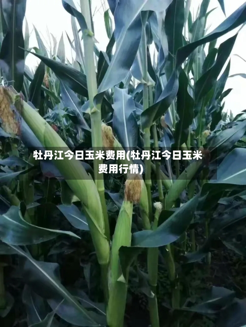牡丹江今日玉米费用(牡丹江今日玉米费用行情)