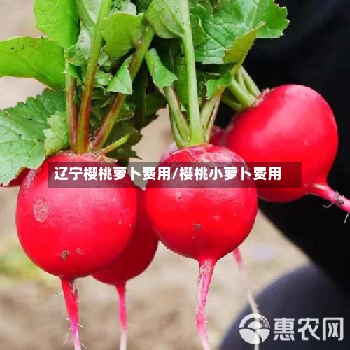 辽宁樱桃萝卜费用/樱桃小萝卜费用