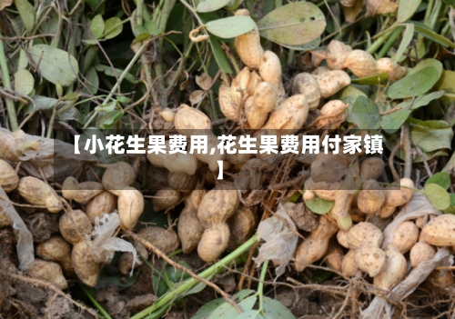 【小花生果费用,花生果费用付家镇】-第2张图片