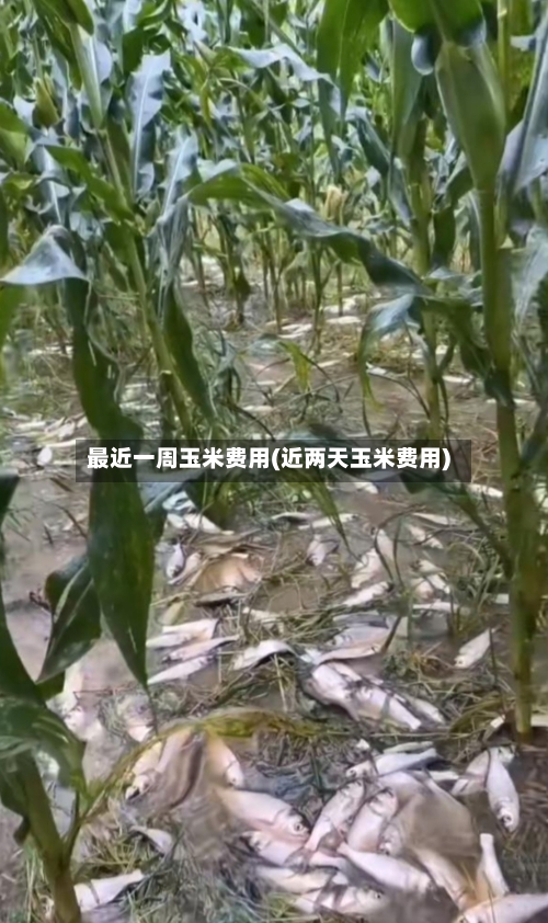 最近一周玉米费用(近两天玉米费用)