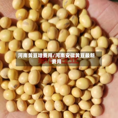 河南黄豆啥费用/河南安徽黄豆最新费用-第2张图片