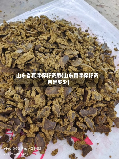 山东省夏津棉籽费用(山东夏津棉籽费用是多少)-第2张图片