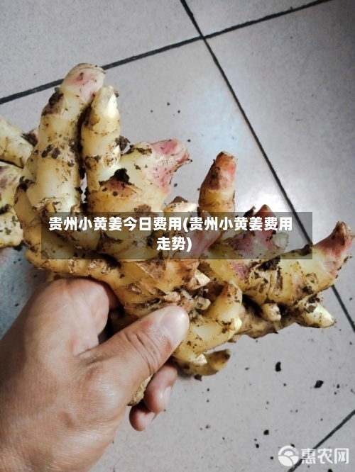 贵州小黄姜今日费用(贵州小黄姜费用走势)-第3张图片