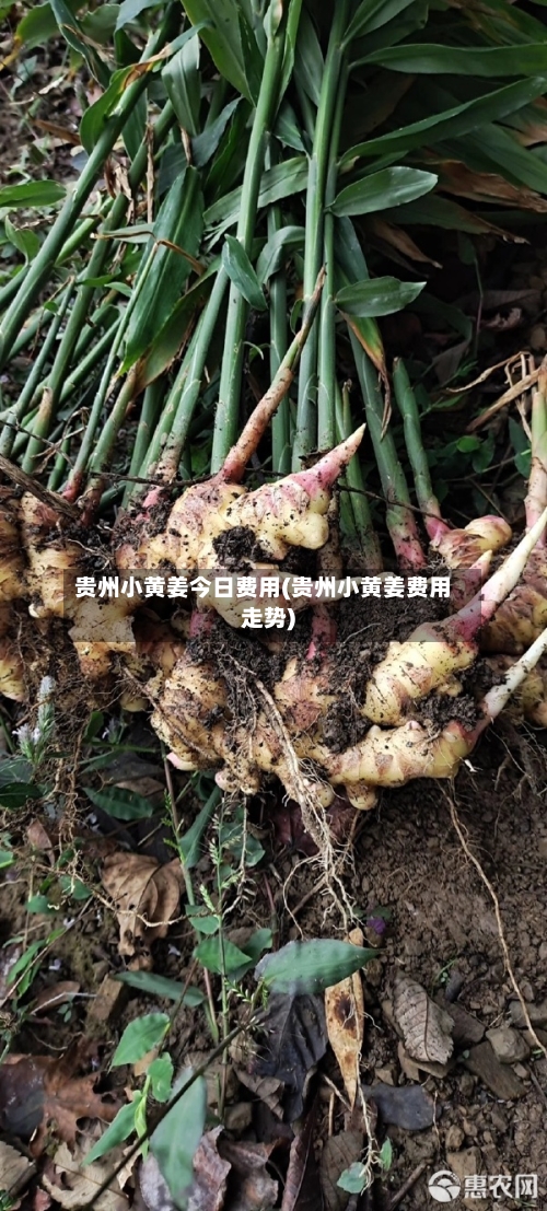 贵州小黄姜今日费用(贵州小黄姜费用走势)