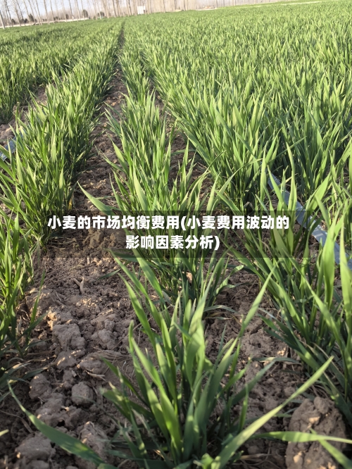 小麦的市场均衡费用(小麦费用波动的影响因素分析)