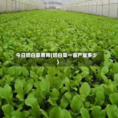 今日奶白菜费用(奶白菜一亩产量多少)-第3张图片