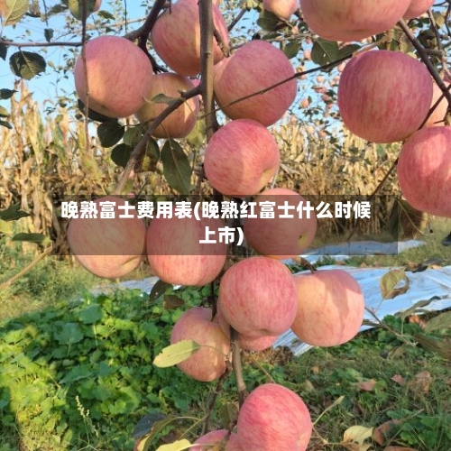 晚熟富士费用表(晚熟红富士什么时候上市)-第2张图片