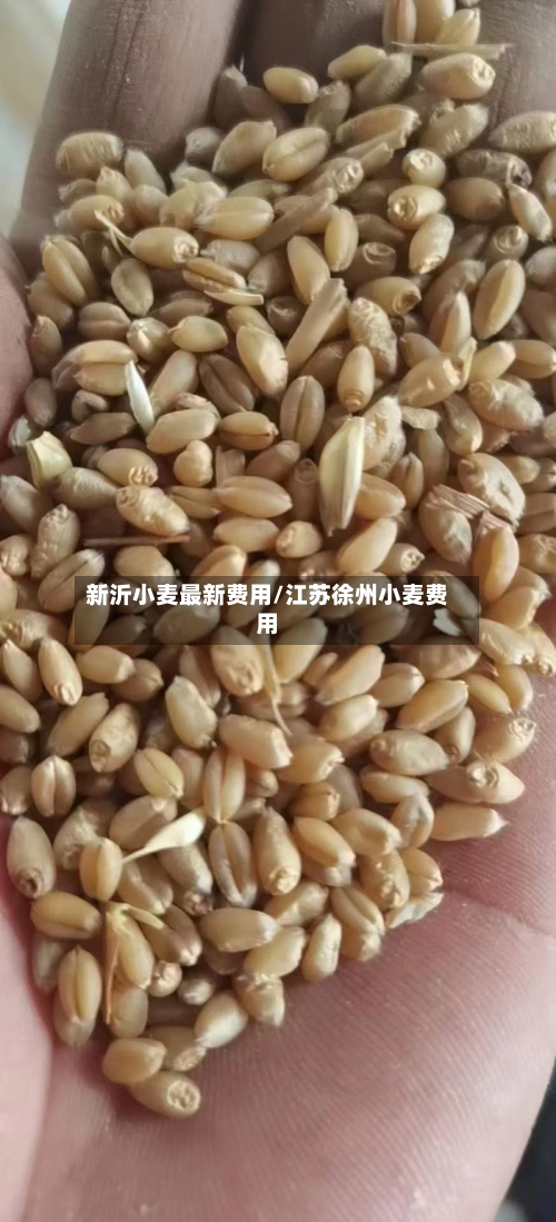 新沂小麦最新费用/江苏徐州小麦费用