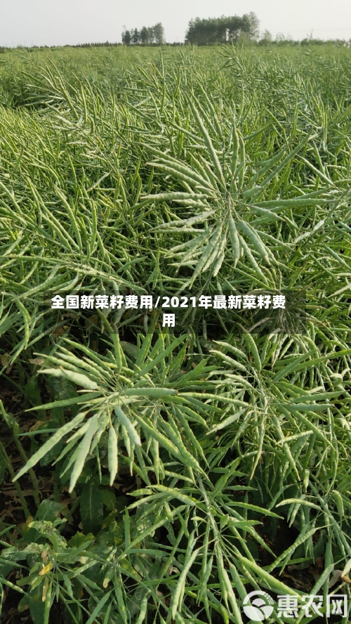 全国新菜籽费用/2021年最新菜籽费用