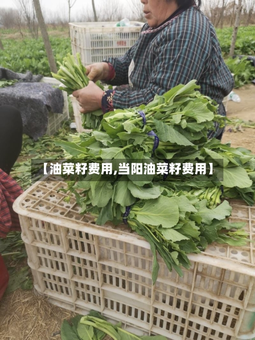 【油菜籽费用,当阳油菜籽费用】-第2张图片
