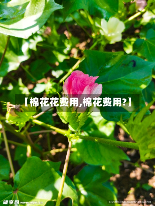 【棉花花费用,棉花费用?】-第3张图片