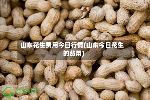 山东花生费用今日行情(山东今日花生的费用)-第2张图片