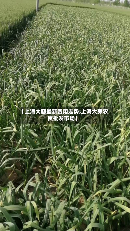 【上海大蒜最新费用走势,上海大蒜农贸批发市场】-第3张图片