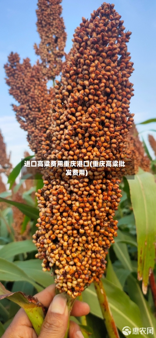 进口高粱费用重庆港口(重庆高粱批发费用)-第2张图片