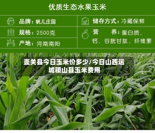 壶关县今日玉米价多少/今日山西运城稷山县玉米费用