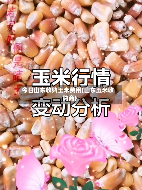 今日山东收购玉米费用(山东玉米收购商)