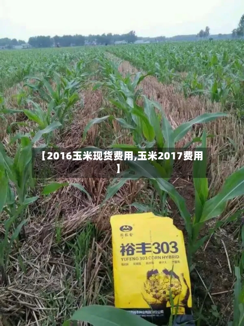 【2016玉米现货费用,玉米2017费用】