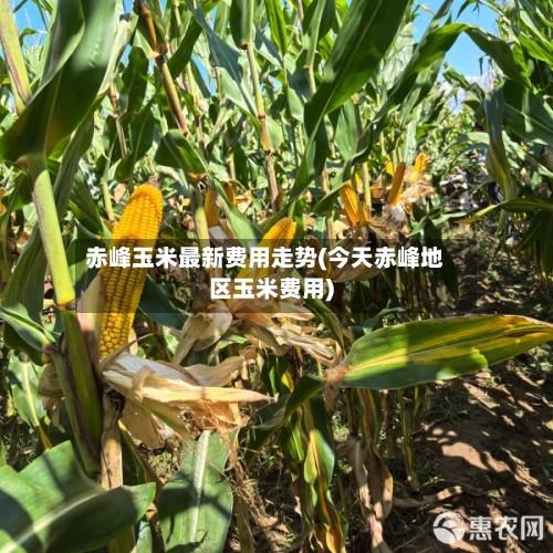 赤峰玉米最新费用走势(今天赤峰地区玉米费用)-第2张图片