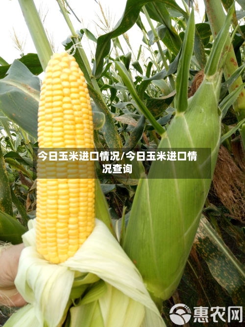今日玉米进口情况/今日玉米进口情况查询