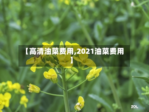 【高清油菜费用,2021油菜费用】