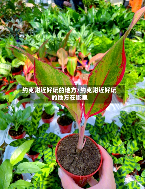 约克附近好玩的地方/约克附近好玩的地方在哪里-第3张图片