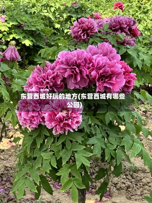东营西城好玩的地方(东营西城有哪些公园)