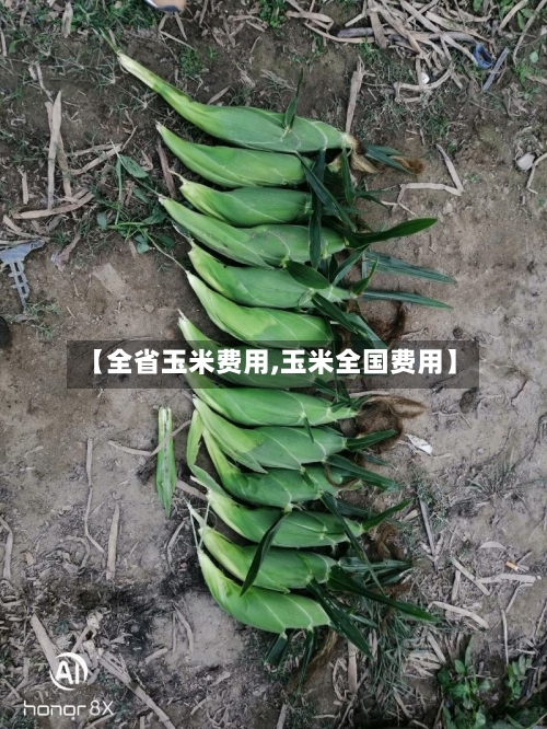 【全省玉米费用,玉米全国费用】-第2张图片
