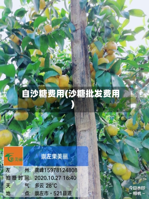 自沙糖费用(沙糖批发费用)