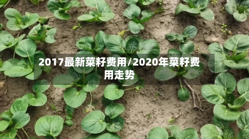 2017最新菜籽费用/2020年菜籽费用走势-第2张图片