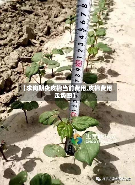 【求询期货皮棉当前费用,皮棉费用走势图】
