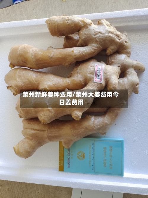 莱州新鲜姜种费用/莱州大姜费用今日姜费用