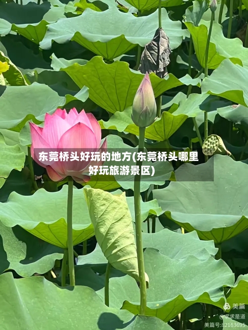 东莞桥头好玩的地方(东莞桥头哪里好玩旅游景区)