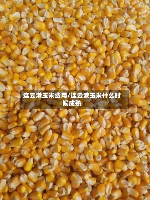 连云港玉米费用/连云港玉米什么时候成熟-第2张图片