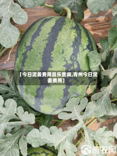 【今日泥姜费用昌乐查询,青州今日泥姜费用】