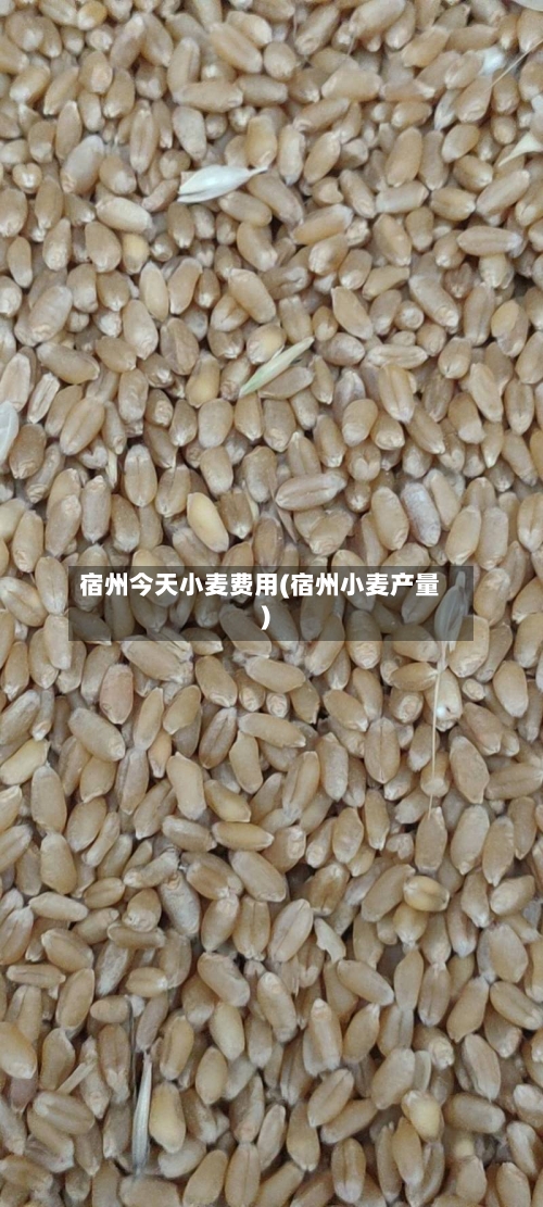 宿州今天小麦费用(宿州小麦产量)