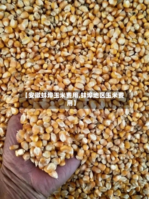 【安徽蚌埠玉米费用,蚌埠地区玉米费用】-第2张图片