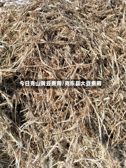 今日克山黄豆费用/克东县大豆费用