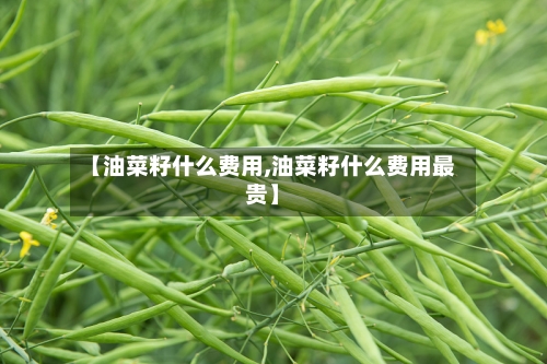 【油菜籽什么费用,油菜籽什么费用最贵】