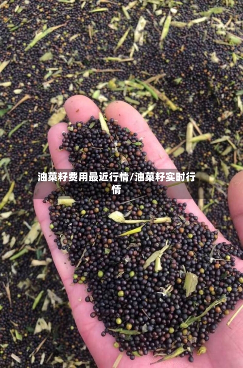 油菜籽费用最近行情/油菜籽实时行情