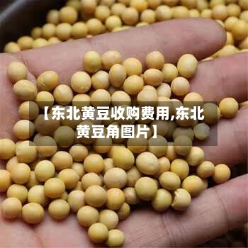 【东北黄豆收购费用,东北黄豆角图片】-第3张图片