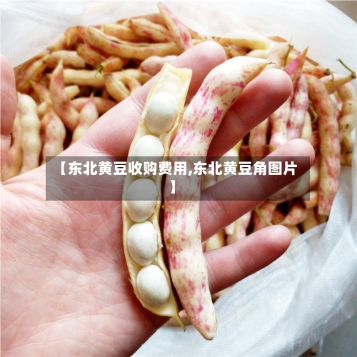 【东北黄豆收购费用,东北黄豆角图片】