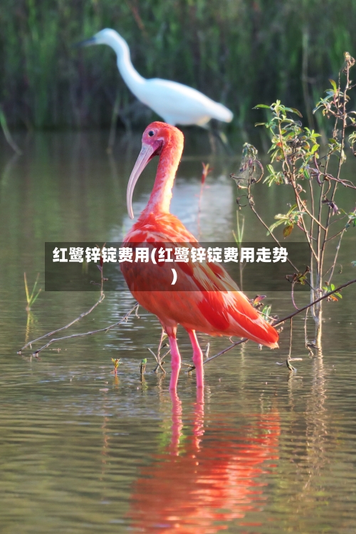 红鹭锌锭费用(红鹭锌锭费用走势)