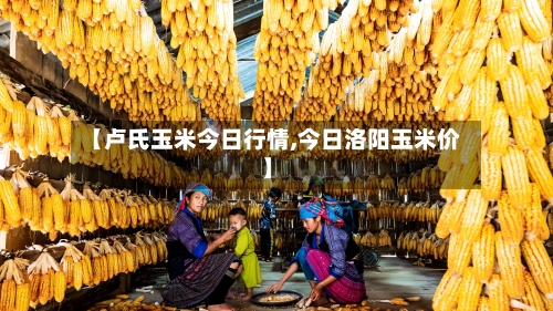 【卢氏玉米今日行情,今日洛阳玉米价】-第2张图片